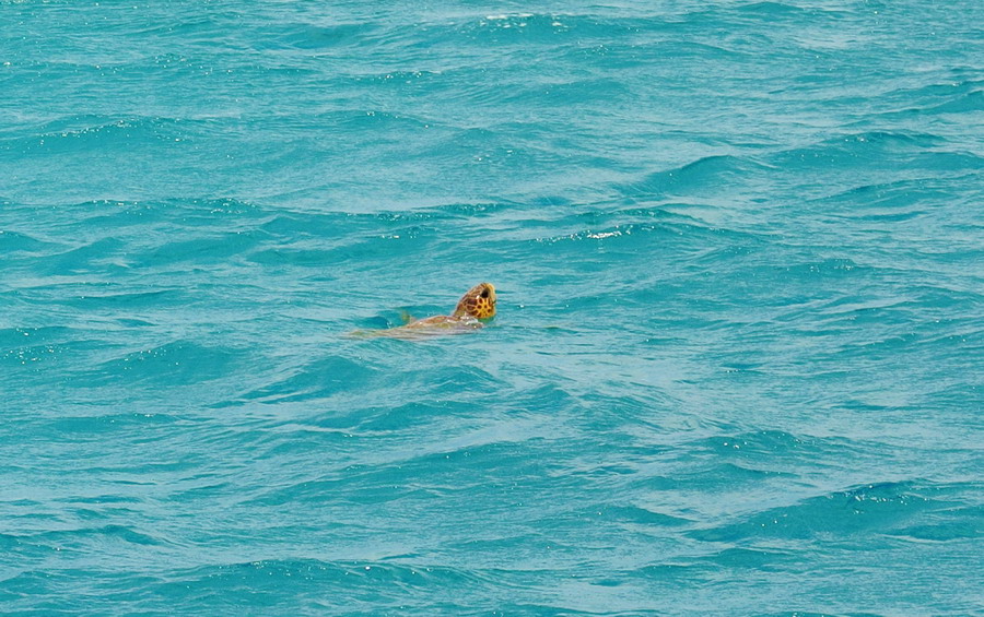  Kornjače CarettaCaretta 